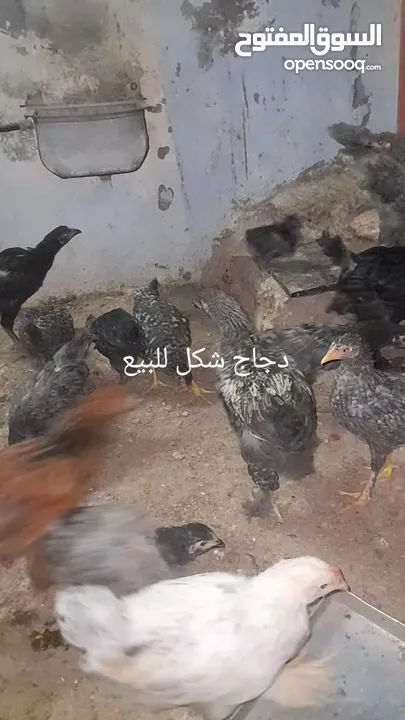دجاج و فراخ انواع مشكل للبيع