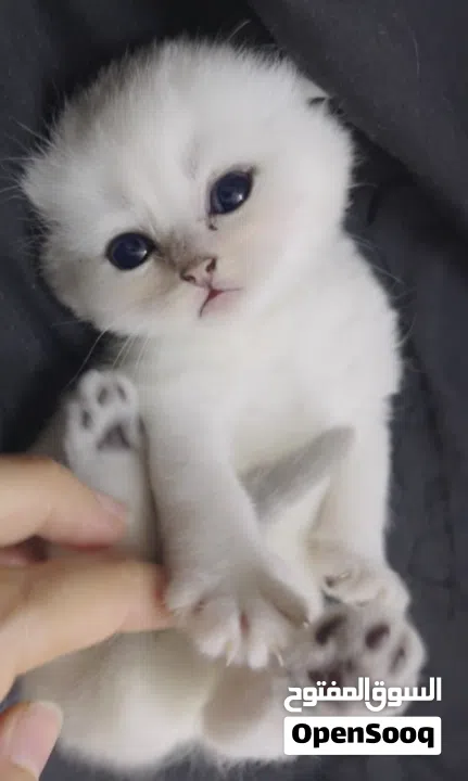 Pure Scottish/ بيور سكوتش