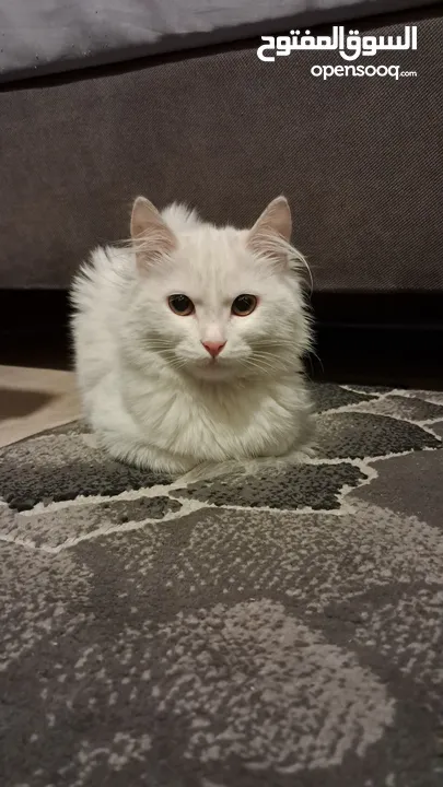 Turkish Angora, female, 4 months old, ready to join her new family.