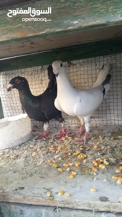 جوزين حلوات      بطارد على بيض
