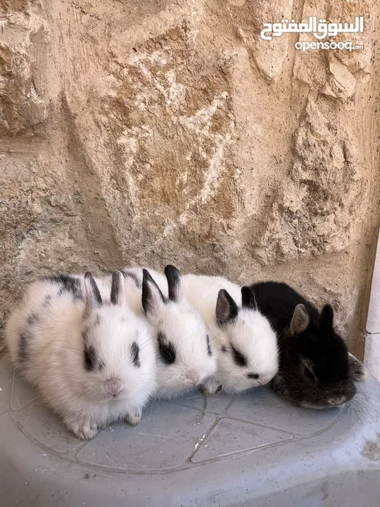 ارانب زينه •••الارنب المقزم وانجورا تيدي بير بيور•••