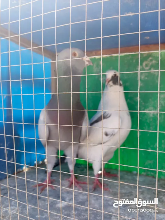 3 جواز بسعر طري كثير كوم