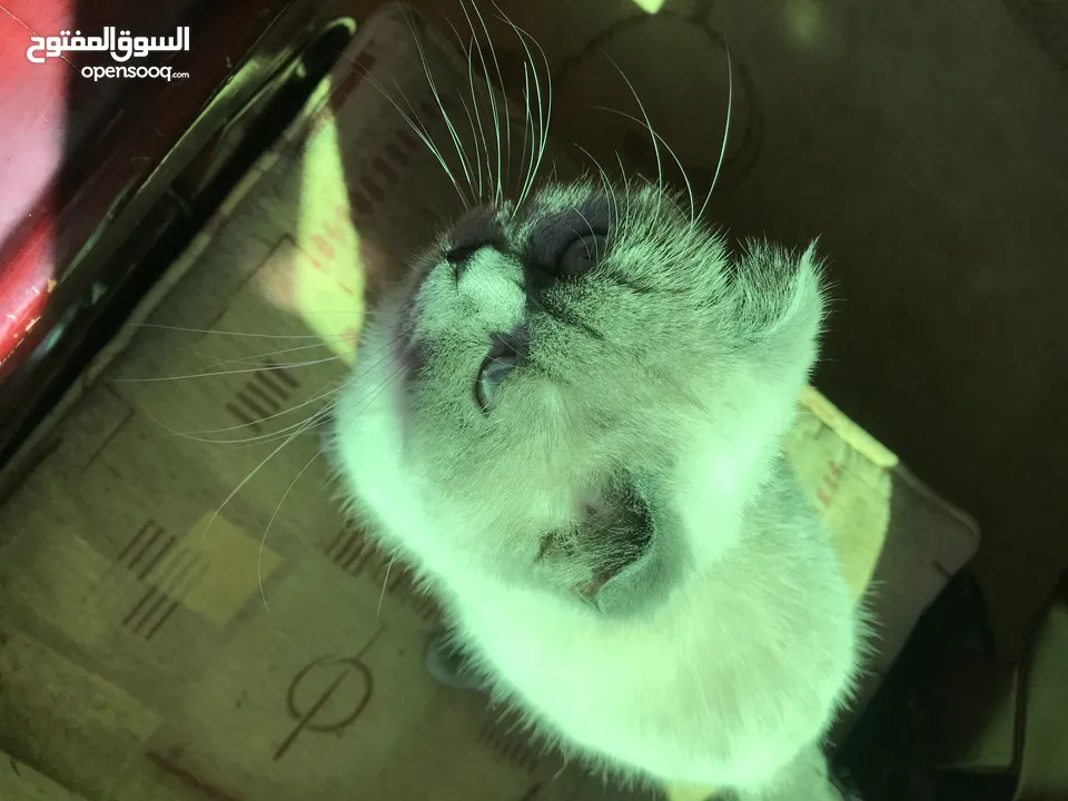 للبدل قطة بريتش شورت هير فولد ايرز