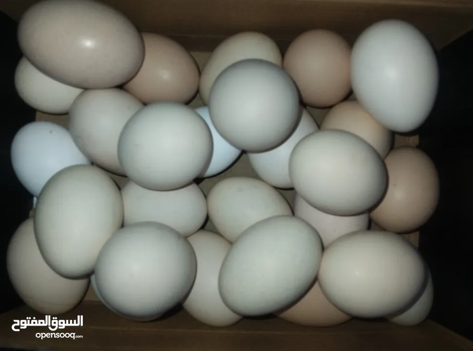 بيض دجاج عرب ملقح