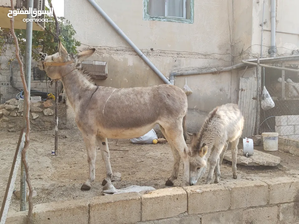 حماره مع ابنها عمرها 4 سنين كفالة حراث وعقاله مطلوب فيها 250 بتحرث على عود لحالها  مثل الفرس الموقع