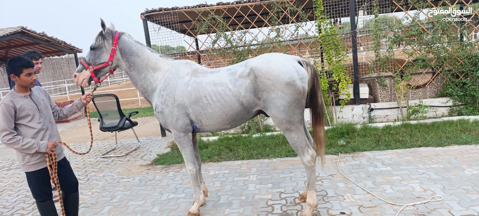 horse stallion sale فهل خيل موجود