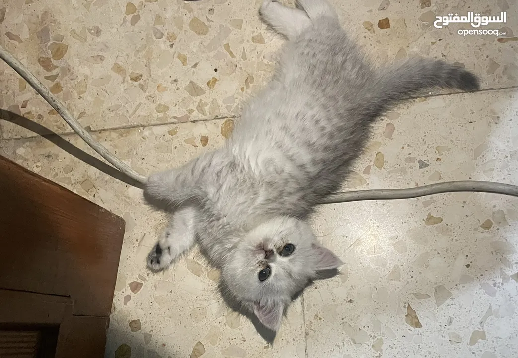 بريتش سلفر بيوووور