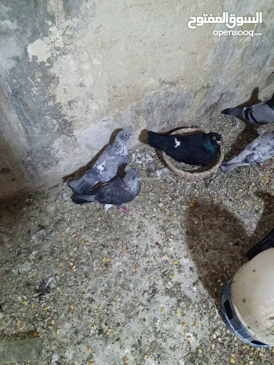 حمام زق شي فاخر من الاخر جواز كل جوز بسعره وفي فراخ  جواز مكفوله