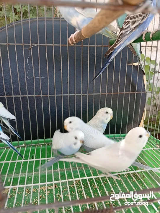 10 طيور حب طفرات جميله ونادرة  تبارك الله