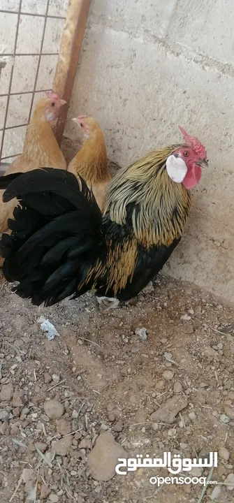 صيصان دجاج محلق