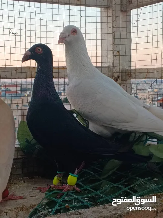 تشكيلة حمام مع جوز انجليزيات صفر نخب