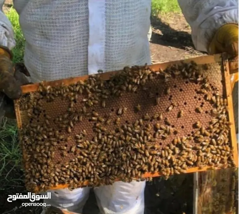 نحل عسل للبيع