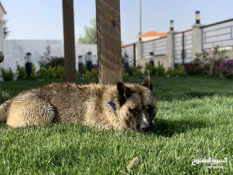 امريكان اكيتا للبيع بداعي السفر — American Akita dog