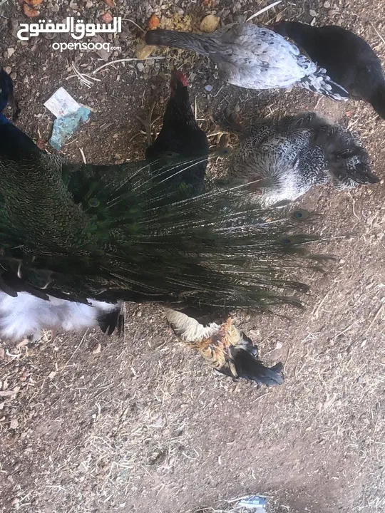 طاووس ذكرر