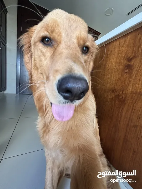 Golden retriever for sale