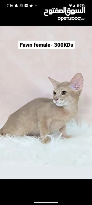 Purebred Abyssinian kittens Available  متوفر قطط حبشية أصيلة