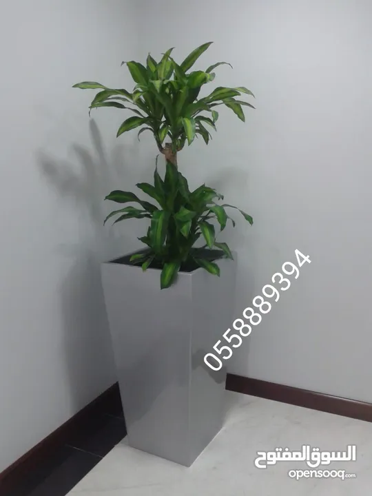 Office and hotels indoor plants and pots for sale