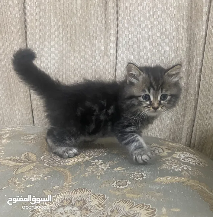 Persian kittens  2 months old