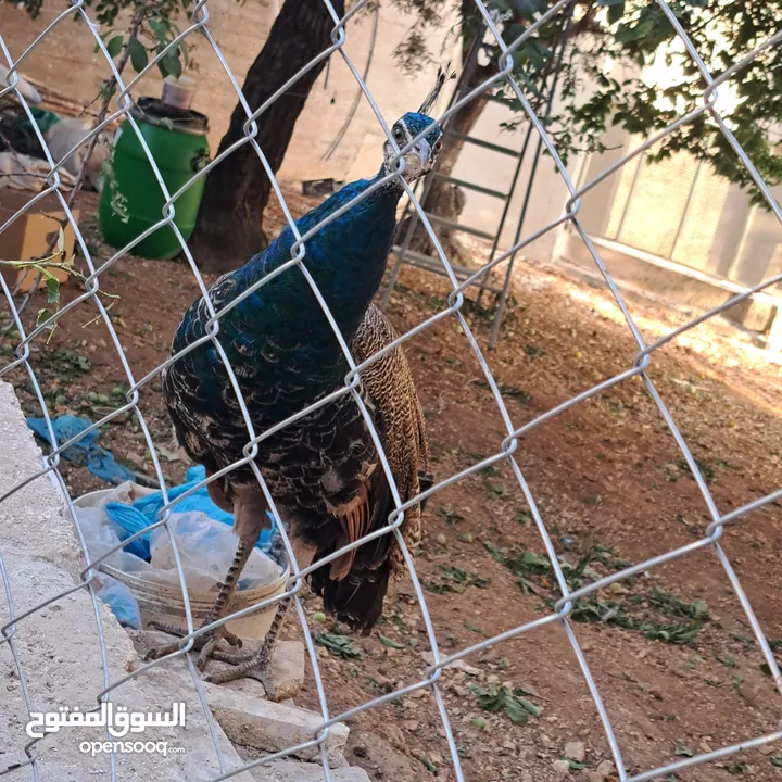 ذكر طاوؤس هندي للبيع