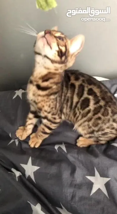 pure bengal kitten 3 months old fully vaccinated with passport.