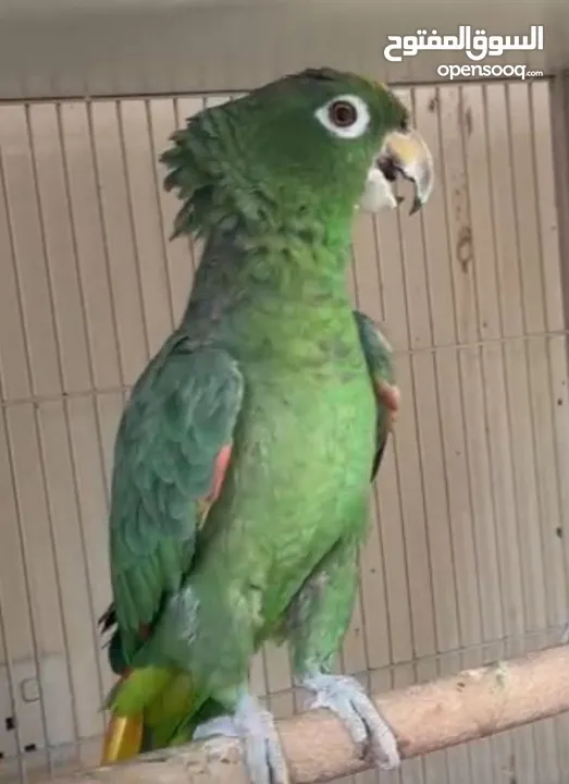 Jumbo Cockatoo kasko Amazon