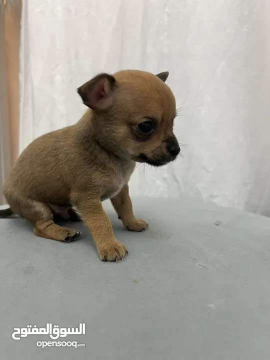 Applehead male chihuahua