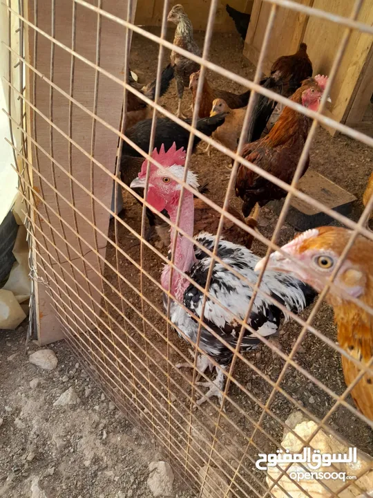 ديك للبيع سعر 5