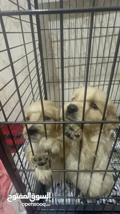 جولدن ريتريفر - Golden Retriever puppy