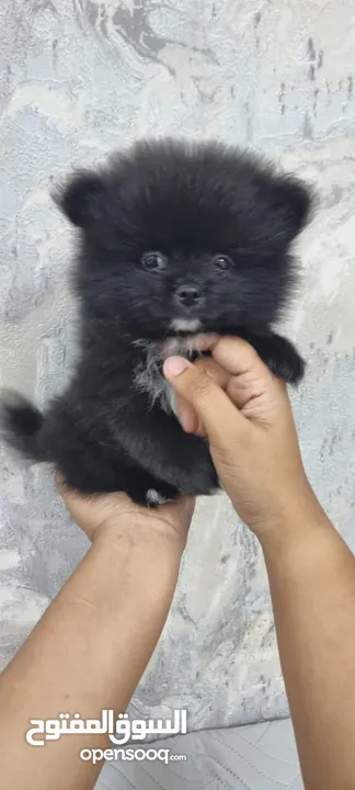 Mini Pomeranian Male puppy