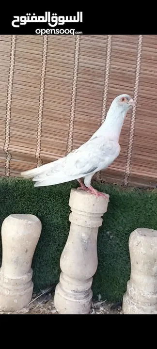 جواز وفردات كل اشي الو سعرو الاسعار بالوصف
