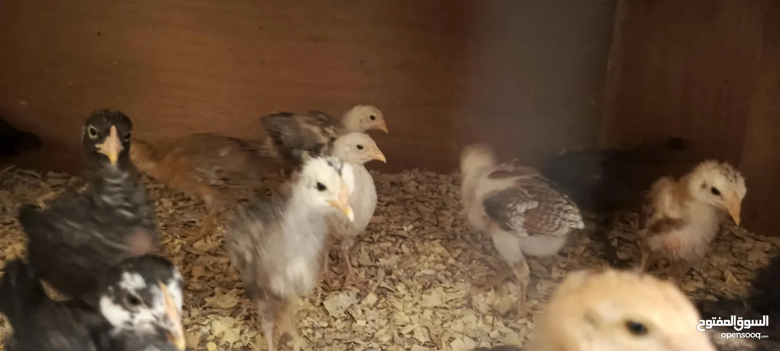 صيصان بلدي عمر شهرين جوده عاليه
