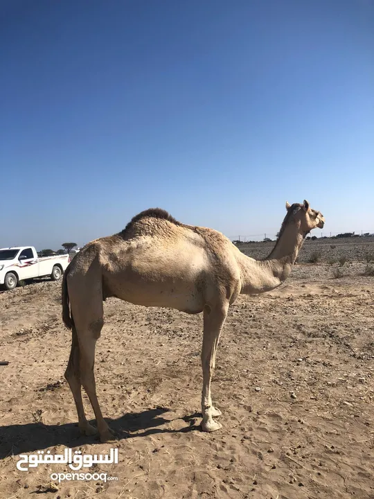 للبيع ناقه حايل مهجنه تصلح للذبح او انتاج جاهزه للمناخ