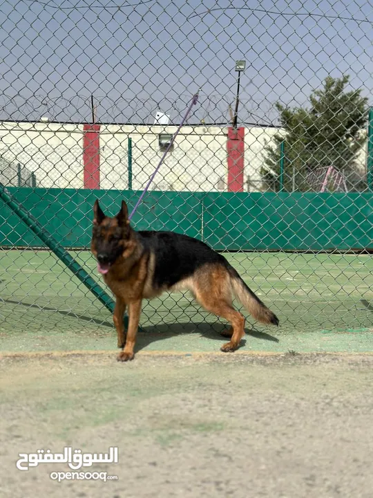 بــــــــسعر مغري سامويد وجيرمن
