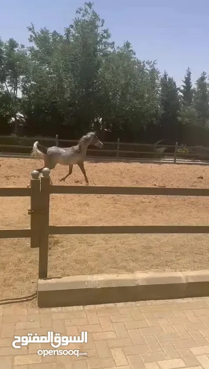 مهره عربيه مسجله عمرها سنه واربع شهور للبيع
