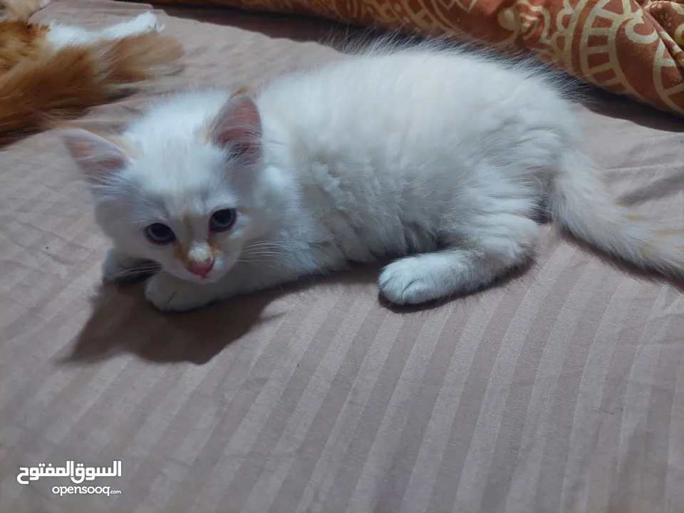 قطط جميله منوعه مكس شانشيلا سكوتس فولد مع بلدي