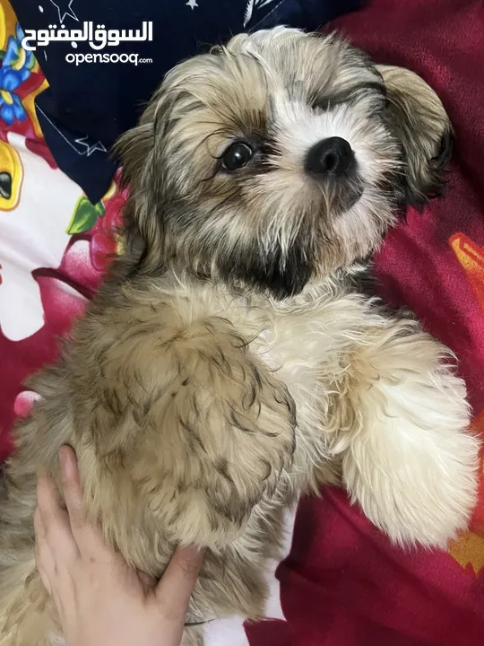 Aed 2500!!  2-4months Old Shih Tzu ( Male or Female )