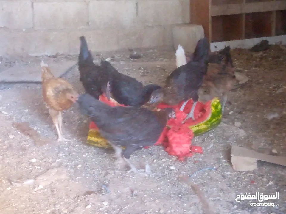 فرخات للبيع