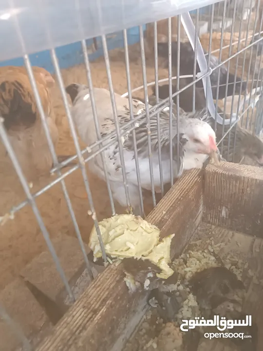 دجاج براهما