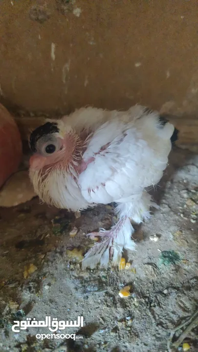 بلوني الماني جوز اسود و اصفر و طيرة صفره و فراخ