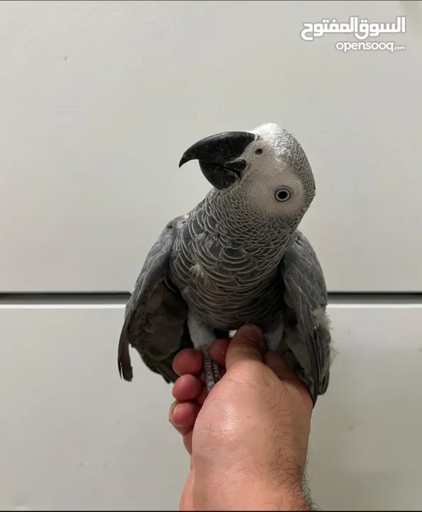 For Sale Trained African Grey Parrot