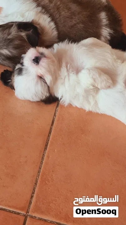 1 month old female puppies for sale