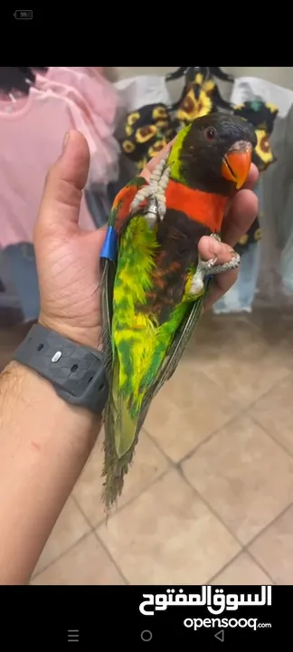 ببغاء الوري محجله الطائره حلوه