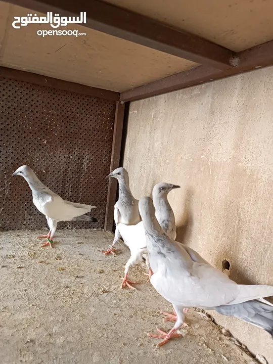 يهوديات المنيم