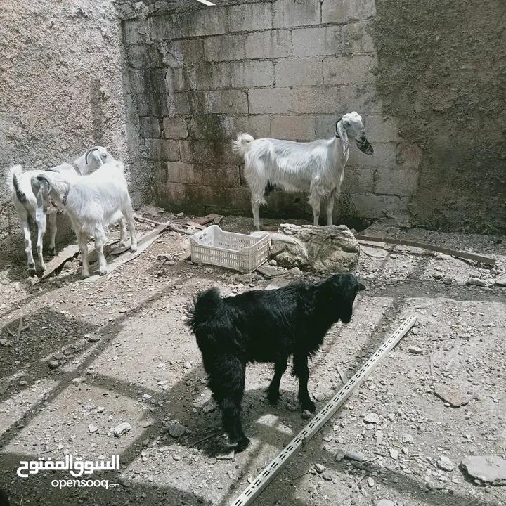 معز للبيع ثلث اناثي وتيس