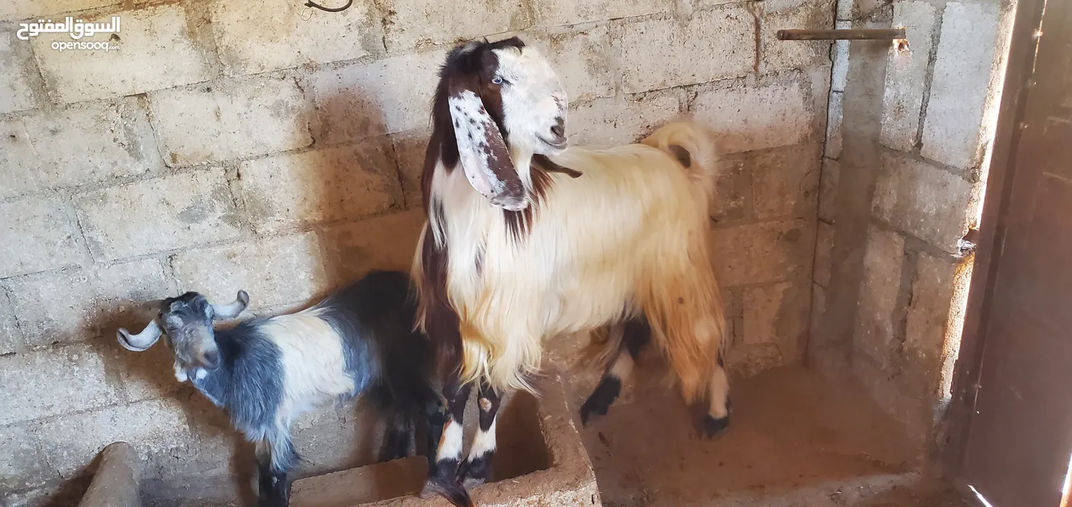 تيس عمر سنتين ونص
