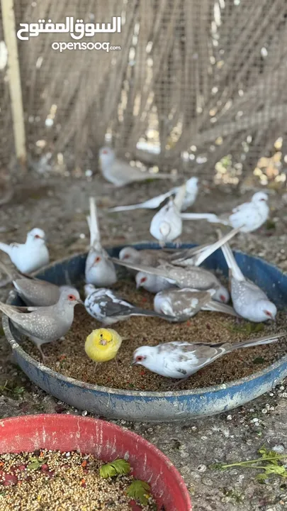 الحمام الماسي دايموند دوف بايت اورنج diamond dove different color