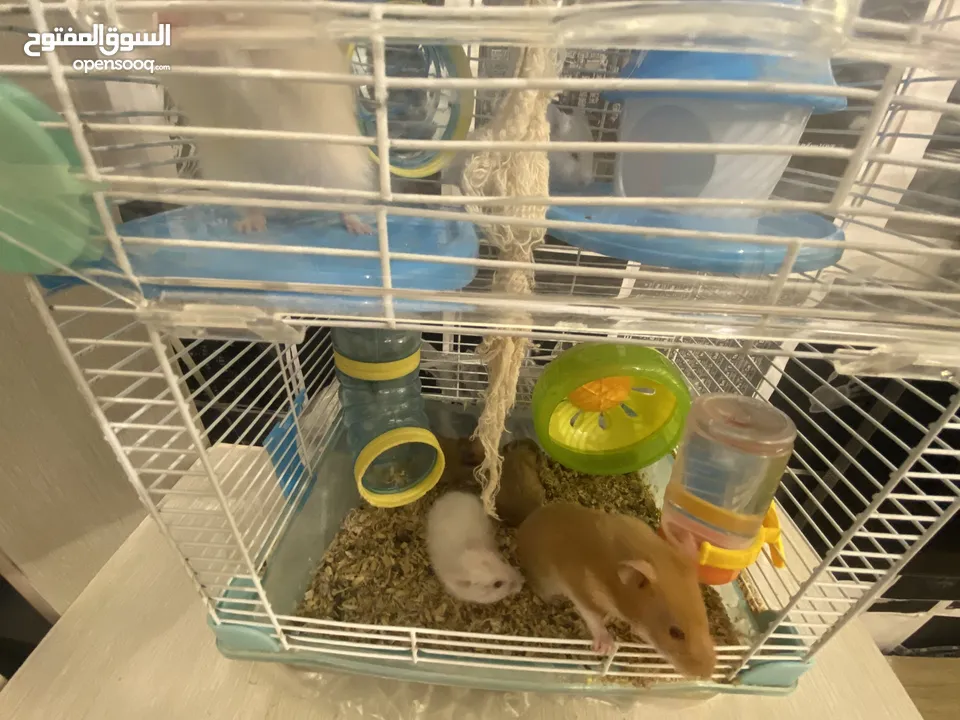 hamster هامستر للبيع عدد 7