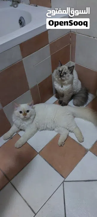 very beautiful cats