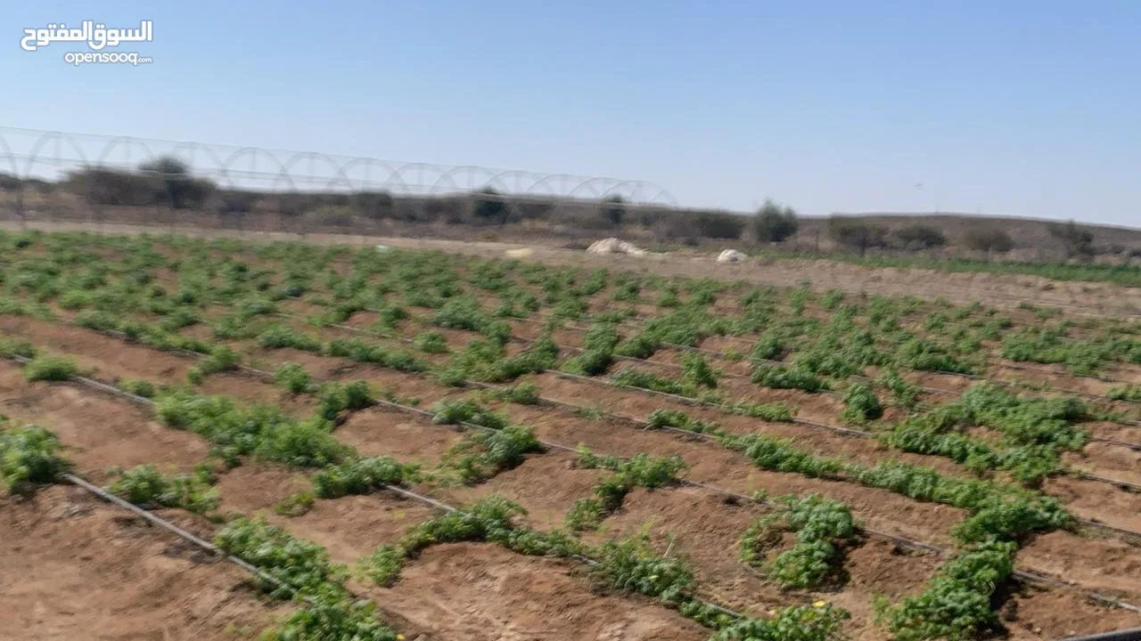 مزرعة للبيع في في ولاية المضيبي