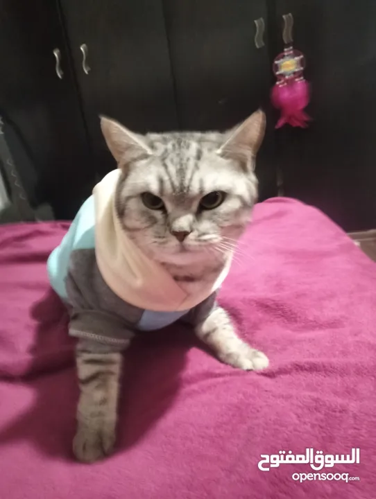 قطه مستعمله للبيه